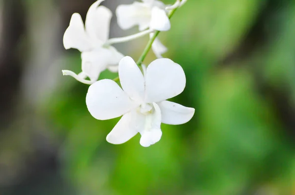 白色花 白色兰花 兰花或兰科植物 — 图库照片