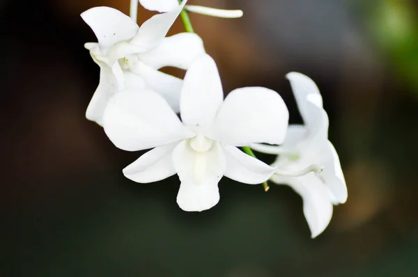 Vit Blomma Vit Orkidé Eller Orkidéblomma Eller Orkidaceae — Stockfoto