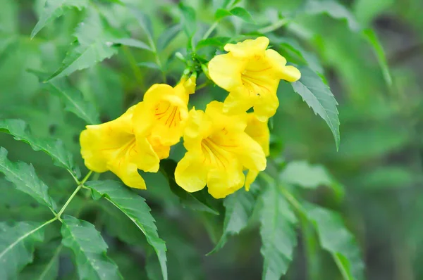 Viñedos Trompeta Flores Amarillas Campanas Amarillas Plantas Stans Tecoma Saúco —  Fotos de Stock