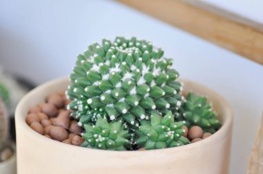 Mammillaria ya da Mammillaria erusamu of Mammillaria bucareliensis erusamu ya da rebutia minuscula, kaktüs ya da sulu bitki.