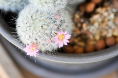 Mammillaria carmenae, Mammillaria veya kaktüs veya sulu bitki veya pembe çiçekli Mammillaria carmenae.