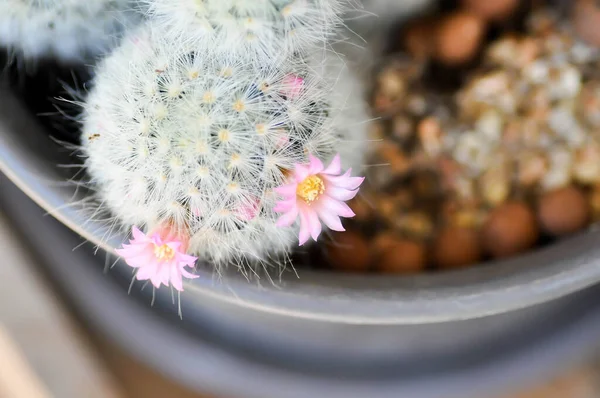 stock image Mammillaria carmenae ,Mammillaria or cactus or succulent plant or Mammillaria carmenae with pink flowers