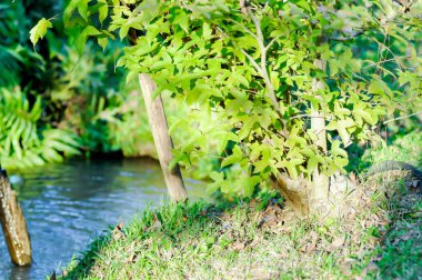 Akçaağaç yaprağı, akçaağaç yaprağı veya yeşil yaprak veya akçaağaç ağacı.