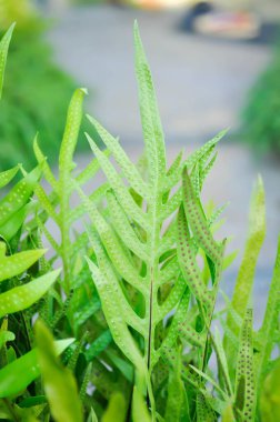 Maile kokulu eğreltiotu, Musk eğreltiotu, Wart eğreltiotu, Pteris vittata, Pteris vittata L, eğrelti otu, yeşil yaprak veya polipodiyoit psödolachnopus bitkisi.