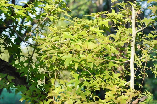 maple leaf, maple leaves or green leaf or Acer saccharum Marsh tree or maple tree