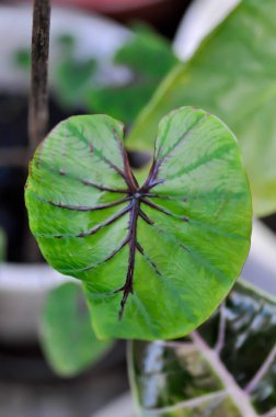 Colocasia Firavunlarının maskesi, Firavunların fil kulağı ya da Colocasia bitkisi.