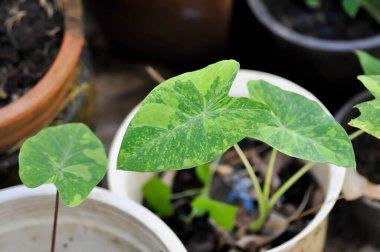 Colocasia esculenta, Lemon Lime Gecko ya da Colocasia esculenta midori ekşi ya da Midori ekşi bitkisi