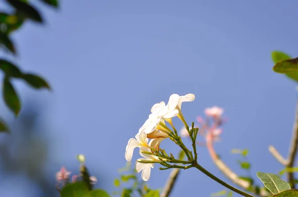 frangipani, frangipani flower or pagoda tree or white flowers and blue sky