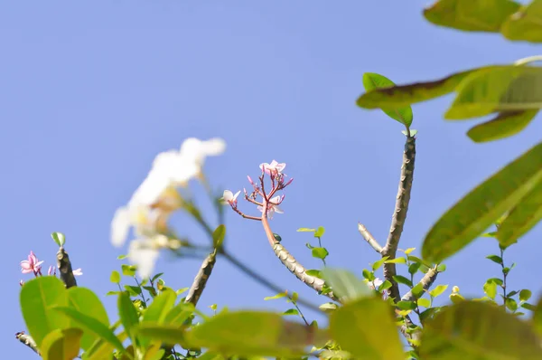 frangipani, frangipani flower or pagoda tree or pink flowers and blue sky