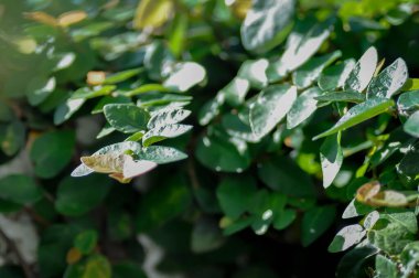 İncir ya da tırmanma bitkisi