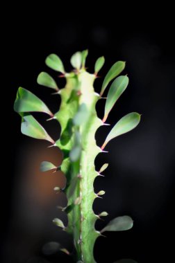 Euphorbia veya Euphorbia mayurnathanii, Euphorbia lactea veya Euphorbia lacei Craib plant