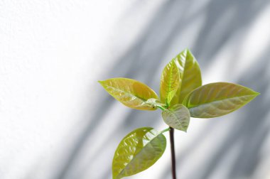 Persea Americana Mill veya Avokado, Lauraceae veya Persea gratissima bitkisi