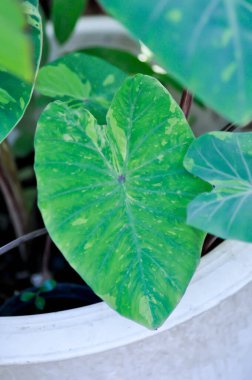 Colocasia esculenta, Lemon Lime Gecko veya Colocasia Bitkisi