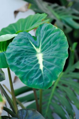 Colocasia çeşitlendirilmiş, Colocasia esculenta Nancys İntikam veya Colocasia nancys intikam bitkisi