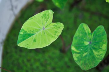 Colocasia esculenta, Lemon Lime Gecko veya Colocasia Bitkisi
