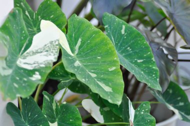 Colocasia Beyaz Lavı ya da Colocasia çeşitlendirilmiş bitki ya da iki renkli bitki