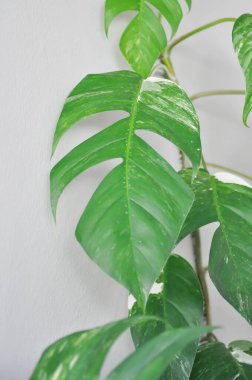 Epipremnum, Epipremnum Pinnatum Variegata veya Epipremnum pinnatum çeşnili albo bitkisi