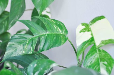 Epipremnum, Epipremnum Pinnatum Variegata veya Epipremnum pinnatum çeşnili albo bitkisi