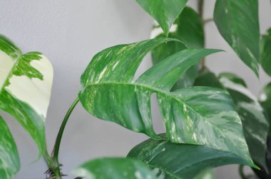 Epipremnum, Epipremnum Pinnatum Variegata veya Epipremnum pinnatum çeşnili albo bitkisi