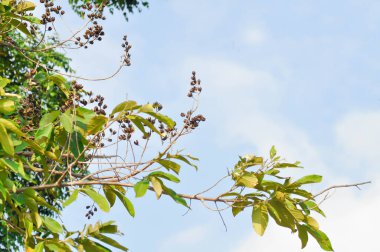 Lagerstroemia calyculata Kurz veya lagerstroemia speciosa, Queens flower veya Lagerstroemia floribunda Jack var veya floribunda Lythraceae veya Tayland crape mersin bitkisi