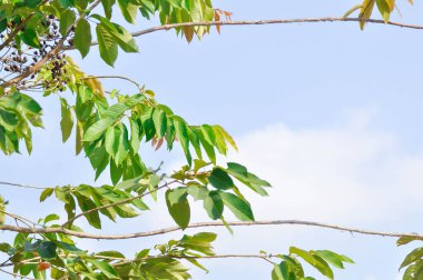 Lagerstroemia calyculata Kurz veya lagerstroemia speciosa, Queens flower veya Lagerstroemia floribunda Jack var veya floribunda Lythraceae veya Tayland crape mersin bitkisi