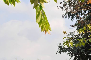 Lagerstroemia calyculata Kurz veya lagerstroemia speciosa, Queens flower veya Lagerstroemia floribunda Jack var veya floribunda Lythraceae veya Tayland crape mersin bitkisi