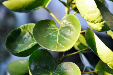 Polyscias fruticosa L Harms, Polyscias fruticosa veya Araliaceae bitkisi