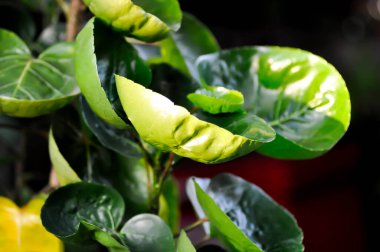 Polyscias fruticosa L Harms, Polyscias fruticosa veya Araliaceae bitkisi