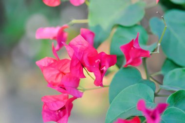 Bougainvillea ya da kağıt çiçek, kırmızı kağıt çiçek ya da kırmızı çiçek