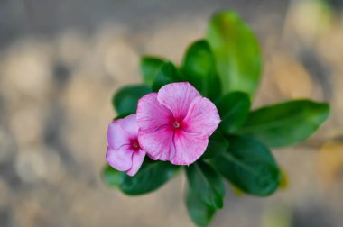 Ludwigia Adscendens, Batı Hindistan paeriwinkle veya pembe çiçek veya Catharanthus roseus veya Vinca veya yaşlı kız kurusu veya Madagasgar menekşesi veya APOCYNACEAE bitkisi