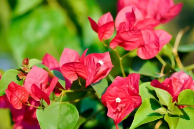 Bougainvillea ya da kağıt çiçek, kırmızı kağıt çiçek ya da kırmızı çiçek
