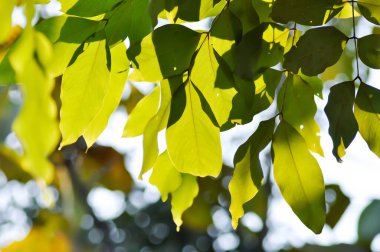 Cassia fistula, LEGUMINOSAE CAESALPINIOIDEAE veya Pudding Pine veya Hindistan Laburnum veya Altın Duş ağacı