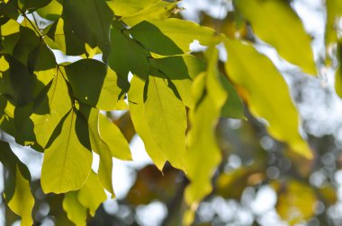 Cassia fistula, LEGUMINOSAE CAESALPINIOIDEAE veya Pudding Pine veya Hindistan Laburnum veya Altın Duş ağacı