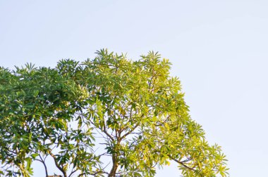 Ağaç, Alstonia bursu veya APOCYNACEAE veya Şeytan Ağacı veya Beyaz Cheesewood veya Şeytan Kabuğu veya Kara Tahta Ağacı ve gökyüzü arkaplanı