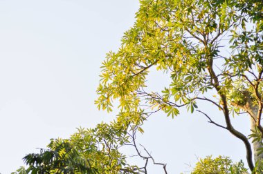 Ağaç, Alstonia bursu veya APOCYNACEAE veya Şeytan Ağacı veya Beyaz Cheesewood veya Şeytan Kabuğu veya Kara Tahta Ağacı ve gökyüzü arkaplanı