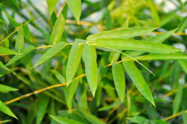 Bambu, GRAMINEAE veya POACEAE veya Bambusa arundinacea Willd veya Thorn Bamboo veya Dikenli Bambu veya Bambusa vulgaris schrad veya Feathery Bamboo veya Dendrocalamus strictus Nees veya Erkek Bambu