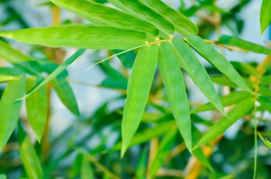 Bambu, GRAMINEAE veya POACEAE veya Bambusa arundinacea Willd veya Thorn Bamboo veya Dikenli Bambu veya Bambusa vulgaris schrad veya Feathery Bamboo veya Dendrocalamus strictus Nees veya Erkek Bambu