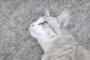 Kedi ya da gri kedi, Felis catus ya da Felis catus domestica ya da yerdeki kedi