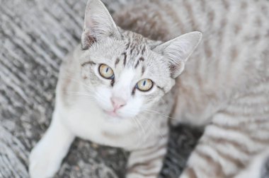 Kedi ya da gri kedi, Felis catus ya da Felis catus domestica ya da yerdeki kedi