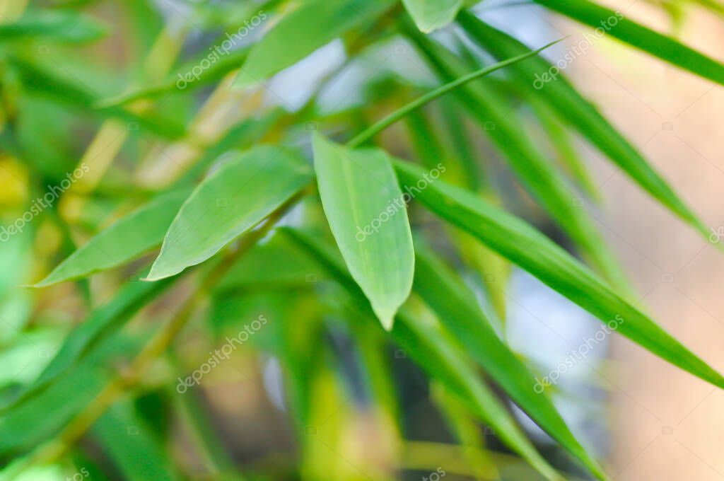 Bambú, GRAMINEAE o POACEAE o Bambusa arundinacea Willd o Thorn Bambú o