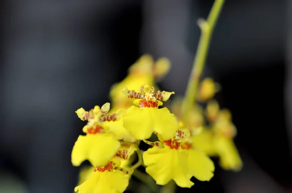 yellow oncidium orchid or yellow orchid flower ,orchid or yellow flowers