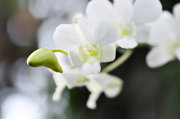 white orchid flowers in the garden , diana orchid or princess diana orchid or white flower