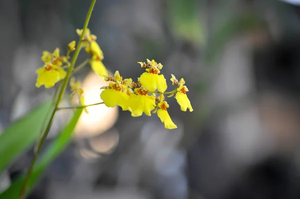 yellow oncidium orchid or yellow orchid flower ,orchid or yellow flowers