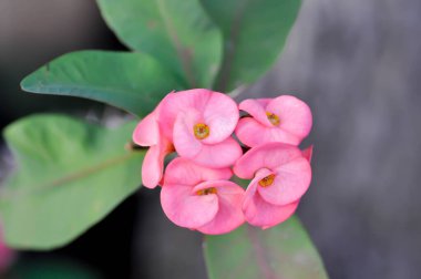 İsa Dikeni, Euphorbia milii çiçeği ya da bahçede pembe çiçek