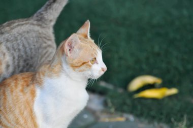Kedi ya da kahverengi kedi, Felis catus ya da Felis catus domestica ya da yerdeki kedi