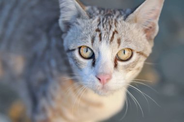 Kedi ya da gri kedi, Felis catus ya da Felis catus domestica ya da yerdeki kedi