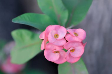 İsa Dikeni, Euphorbia milii çiçeği ya da bahçede pembe çiçek