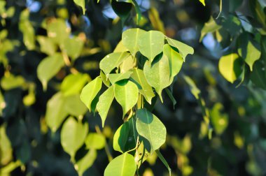 banyan ağacı veya Ficus annulata veya fius bengalensis bitkisi