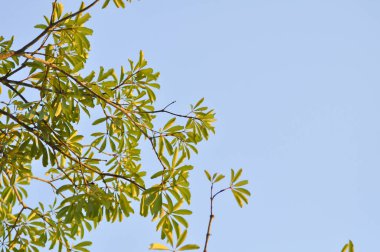 Ağaç, Alstonia bursu veya APOCYNACEAE veya Şeytan Ağacı veya Beyaz Cheesewood veya Şeytan Kabuğu veya Kara Tahta Ağacı ve gökyüzü arkaplanı
