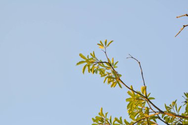 Ağaç, Alstonia bursu veya APOCYNACEAE veya Şeytan Ağacı veya Beyaz Cheesewood veya Şeytan Kabuğu veya Kara Tahta Ağacı ve gökyüzü arkaplanı